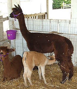 Henry County Harvest Showcase 2005